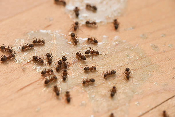 Best Termite Control Services  in , NJ